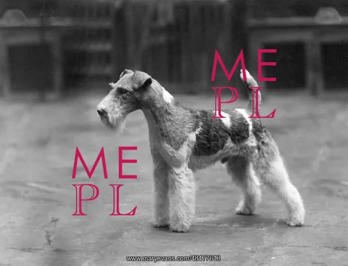  : FALL / WIRE FOX TERRIER / 37