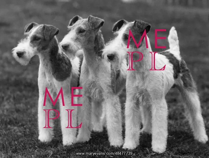: FALL / WIRE FOX TERRIER / 37 : FALL / WIRE FOX TERRIER / 37