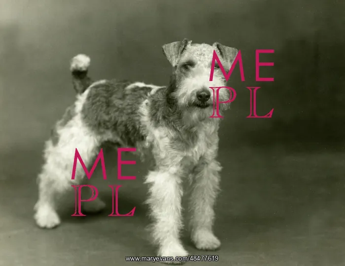  : FALL / WIRE FOX TERRIER / 38