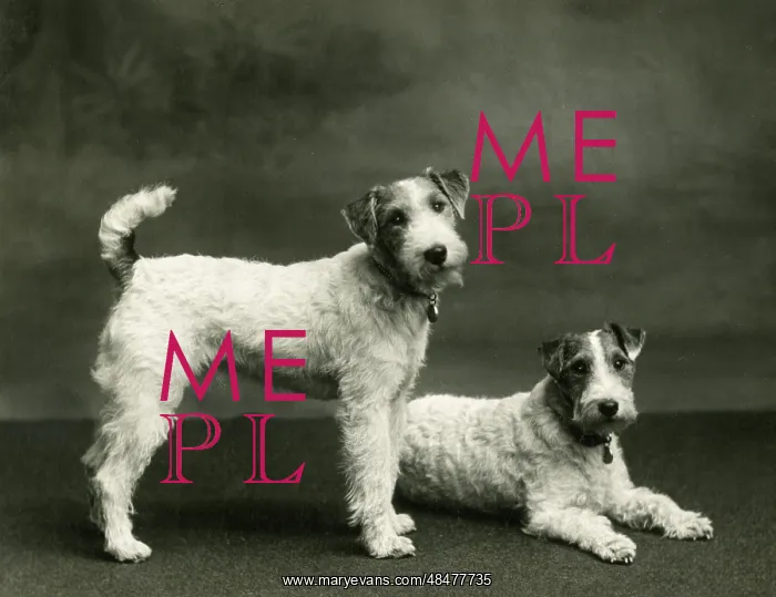 : FALL / WIRE FOX TERRIER / 38 : FALL / WIRE FOX TERRIER / 38