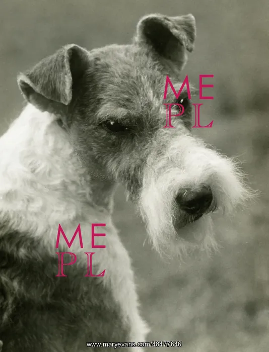 : FALL / WIRE FOX TERRIER / 39 : FALL / WIRE FOX TERRIER / 39