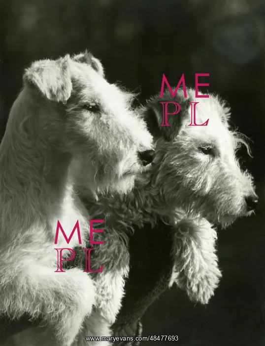: FALL / WIRE FOX TERRIER / 39 : FALL / WIRE FOX TERRIER / 39