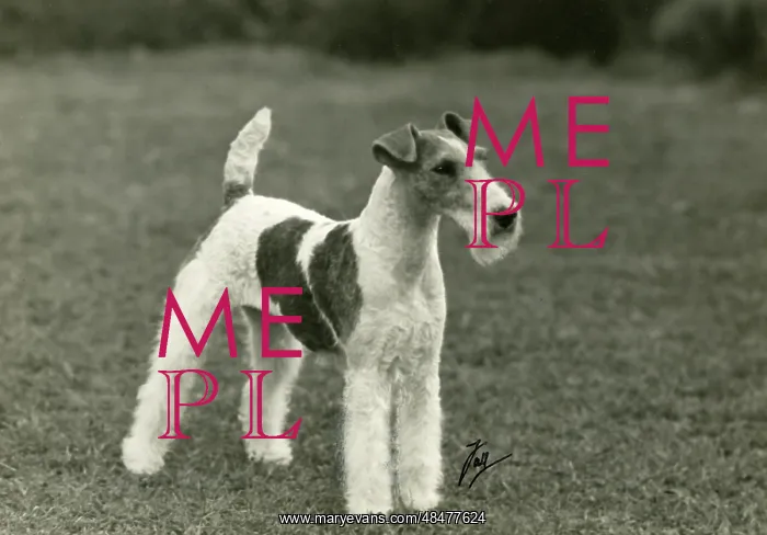  : FALL / WIRE FOX TERRIER / 45