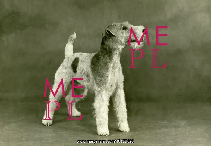  : FALL / WIRE FOX TERRIER / 47