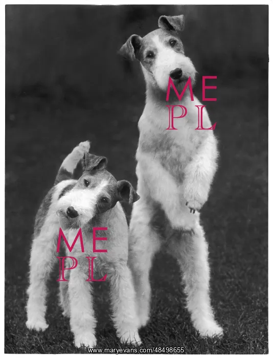 : Fall - Wire Fox Terrier : Fall - Wire Fox Terrier
