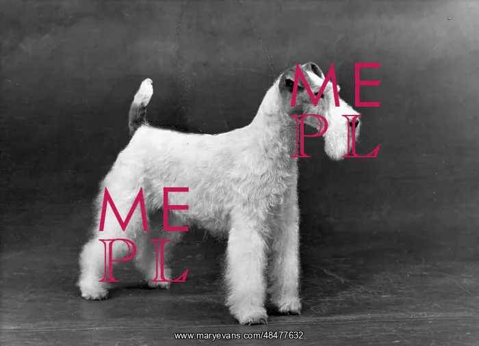 : FALL / WIRE FOX TERRIER / 54 : FALL / WIRE FOX TERRIER / 54