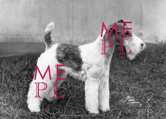 : FALL / WIRE FOX TERRIER / 68 : FALL / WIRE FOX TERRIER / 68