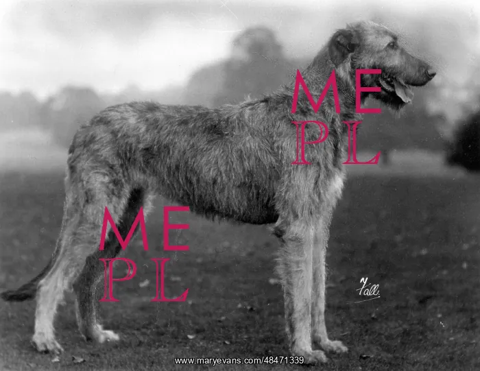  : FALL / WOLFHOUND / 1929