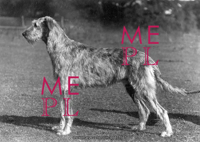  : FALL / WOLFHOUND / 1934