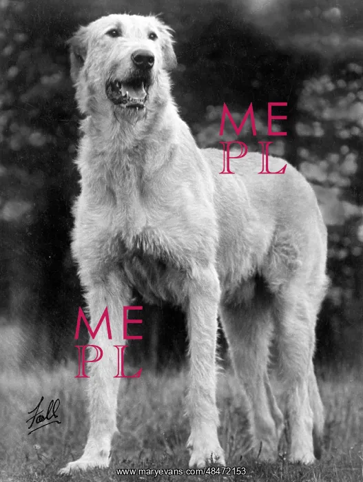  : FALL / WOLFHOUND / 1934