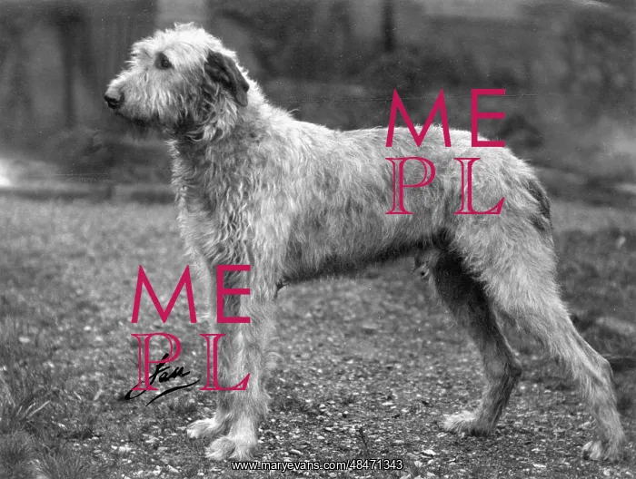  : FALL / WOLFHOUND / 1938