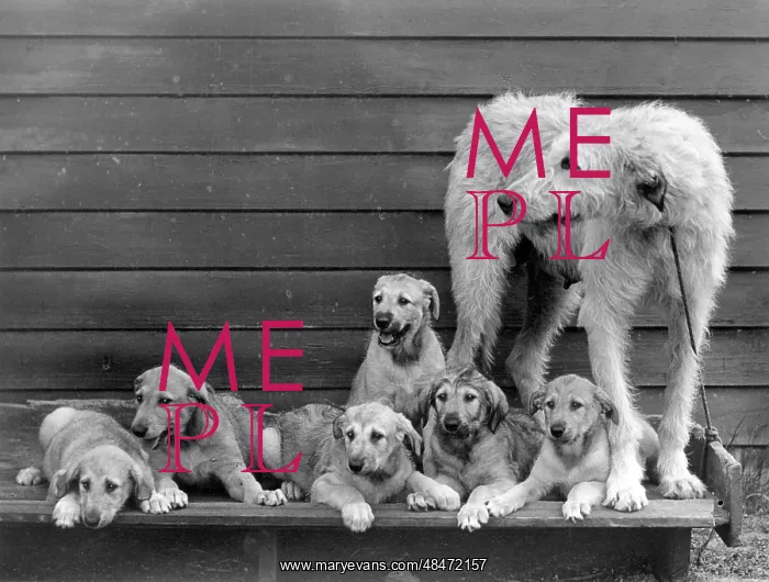  : FALL / WOLFHOUND / 1938