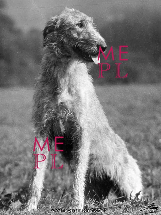  : FALL / WOLFHOUND / 1939