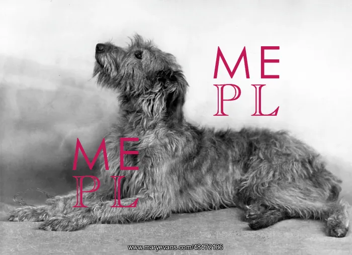  : FALL / WOLFHOUND / 1948