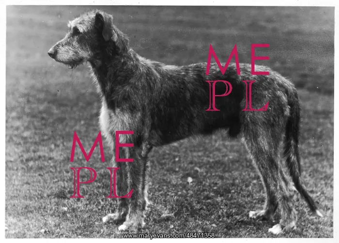  : FALL / WOLFHOUND / 1949