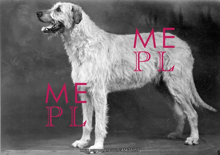  : FALL / WOLFHOUND / 1952