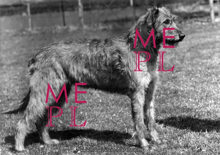  : FALL / WOLFHOUND / 1957