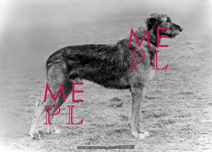  : FALL / WOLFHOUND / 1972