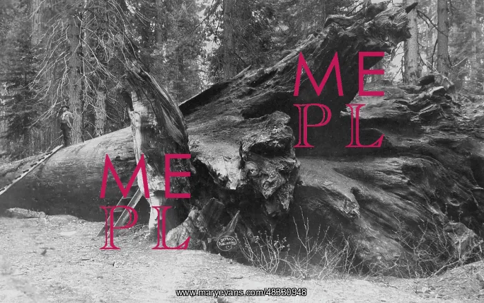 : A fallen giant tree in California, around 1908 : A fallen giant tree in California, around 1908