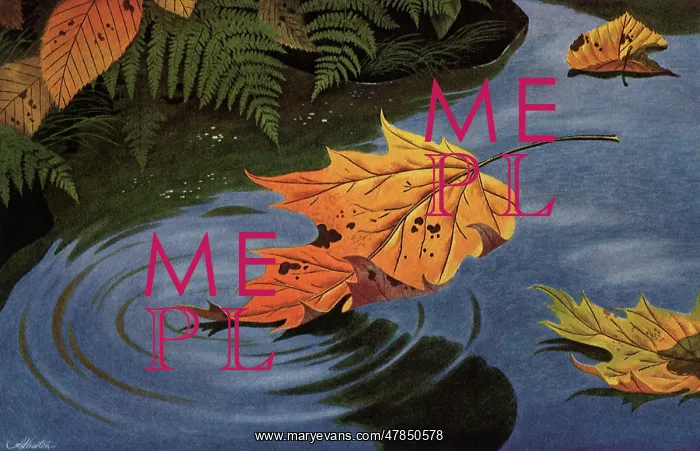  : Fallen Leaf on Water