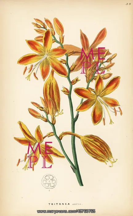 : Falling stars, Crocosmia aurea : Falling stars, Crocosmia aurea