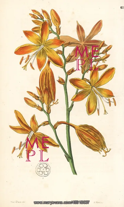 : Falling stars, Crocosmia aurea : Falling stars, Crocosmia aurea