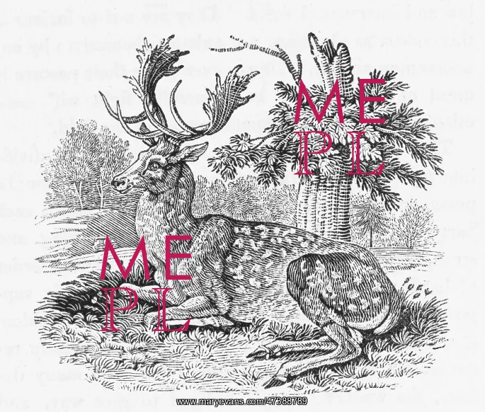 : FALLOW-DEER (BEWICK) : FALLOW-DEER (BEWICK)
