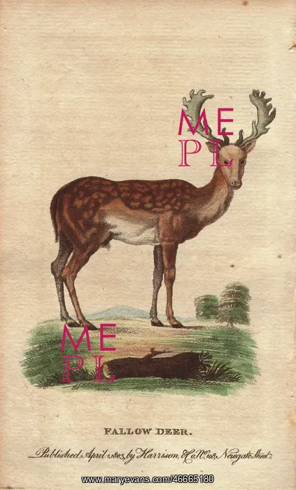 : Fallow deer with mottled back and large antlers, Dama dama : Fallow deer with mottled back and large antlers, Dama dama