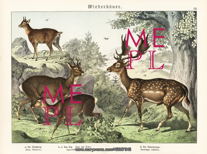 : Fallow deer, roe deer, and klipspringer : Fallow deer, roe deer, and klipspringer