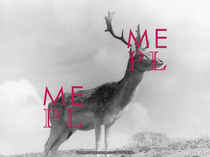  : FALLOW DEER STAG