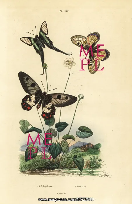 : False apollo, white dragontail and clearwing swallowtail : False apollo, white dragontail and clearwing swallowtail