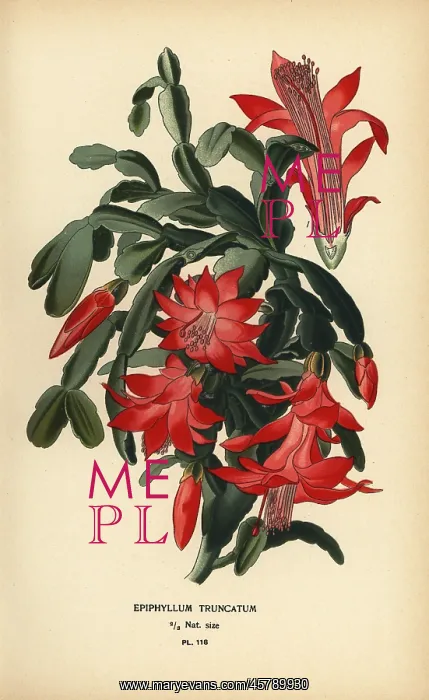 : False Christmas cactus, Schlumbergera truncata : False Christmas cactus, Schlumbergera truncata