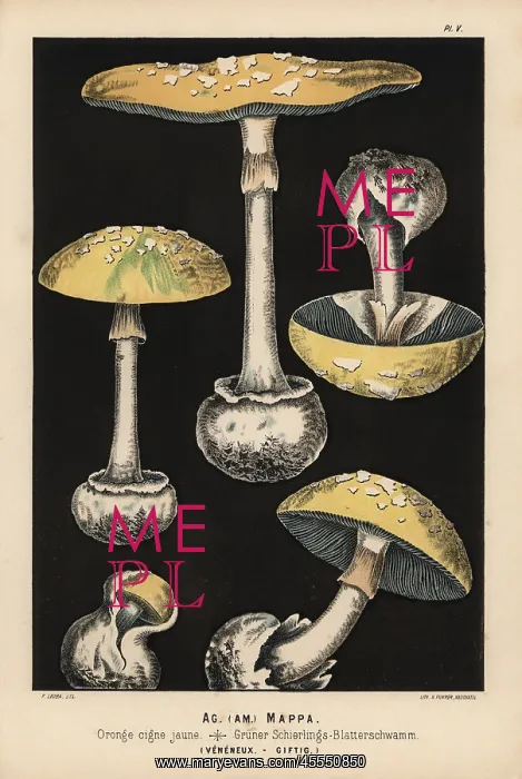 : False death cap, Amanita citrina, Agaricus mappa, poisonous : False death cap, Amanita citrina, Agaricus mappa, poisonous