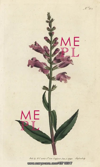 : False dragonhead, Physostegia virginiana : False dragonhead, Physostegia virginiana