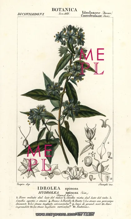 : False fiddleleaf, Hydrolea spinosa : False fiddleleaf, Hydrolea spinosa