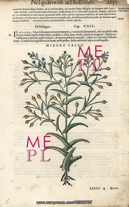 : False flax oil, Camelina sativa : False flax oil, Camelina sativa