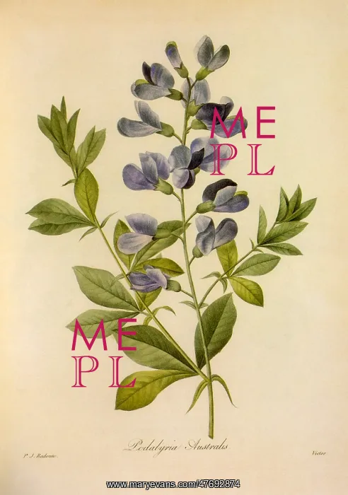 : False Indigo : False Indigo