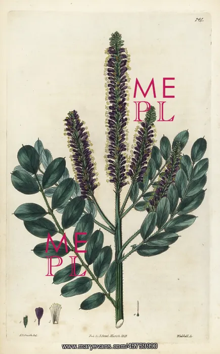 : False indigo-bush, Amorpha fruticosa : False indigo-bush, Amorpha fruticosa