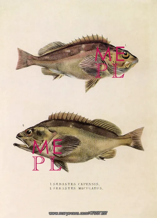  : False Jacopever