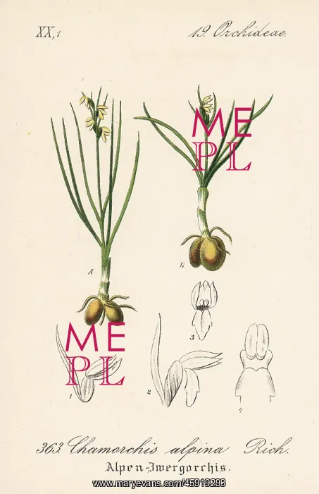 : False musk orchid, Chamorchis alpina : False musk orchid, Chamorchis alpina