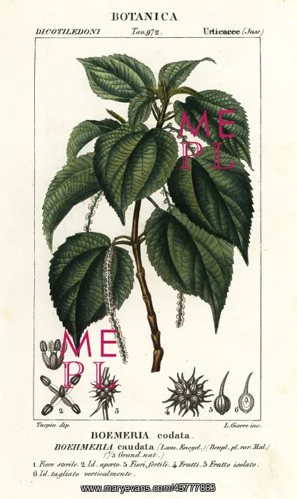 : False nettle, Boehmeria caudata : False nettle, Boehmeria caudata