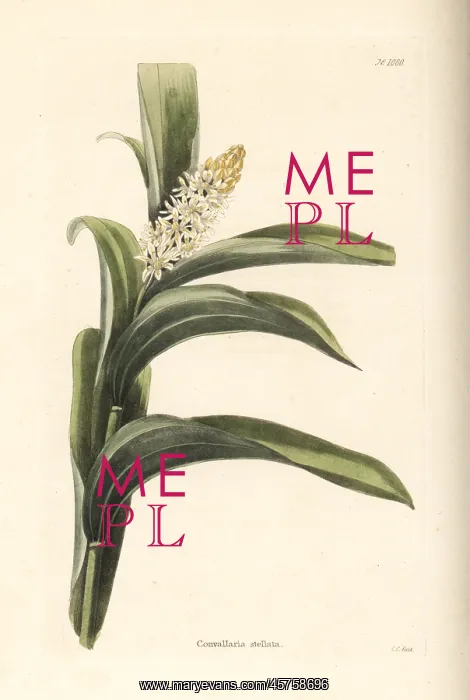 : False Solomon's seal, Maianthemum stellatum : False Solomon's seal, Maianthemum stellatum