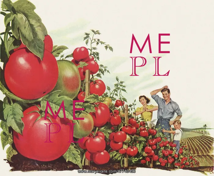 : Family adores Tomatoes : Family adores Tomatoes