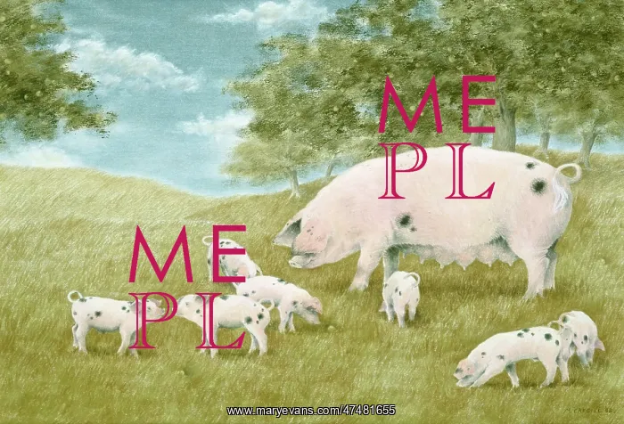 : Family of Gloucester Old Spot Pigs : Family of Gloucester Old Spot Pigs