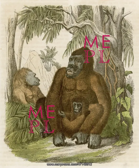  : Family of gorillas