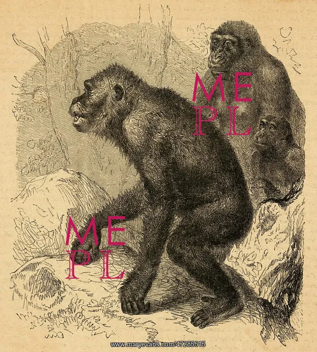  : A FAMILY OF GORILLAS