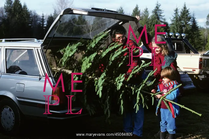 : Family Mom Dad Kid Loading Christmas Tree into car : Family Mom Dad Kid Loading Christmas Tree into car