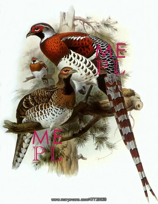  : Family of Pheasants