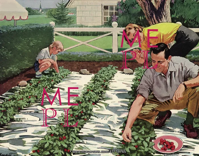  : Family Picks Berries