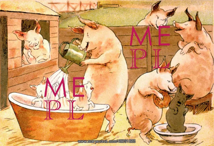  : Family of pigs bathing